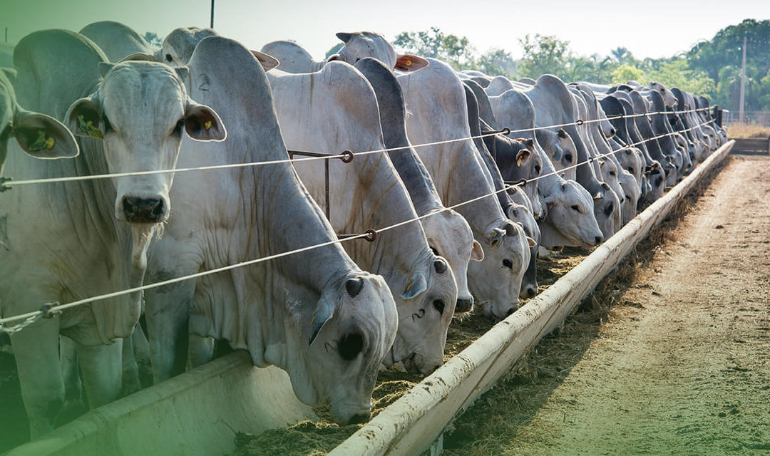 Suplementação mineral na fazenda: o que é, os tipos e como garantir o controle nutricional!
