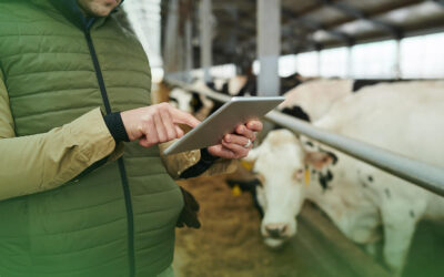 Como o estresse térmico afeta seu rebanho e como superar