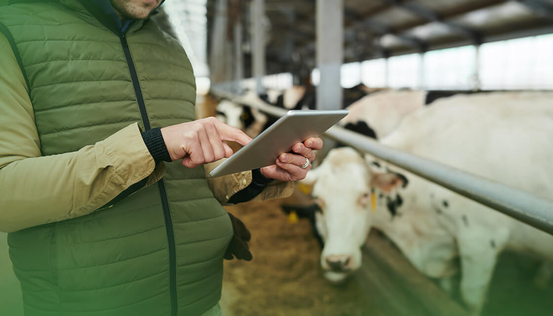 manejo-termico-na-pecuaria manejo-termico-na-pecuaria