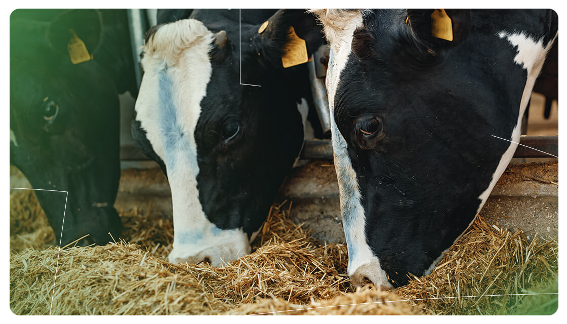 nutricao-animal nutricao-animal