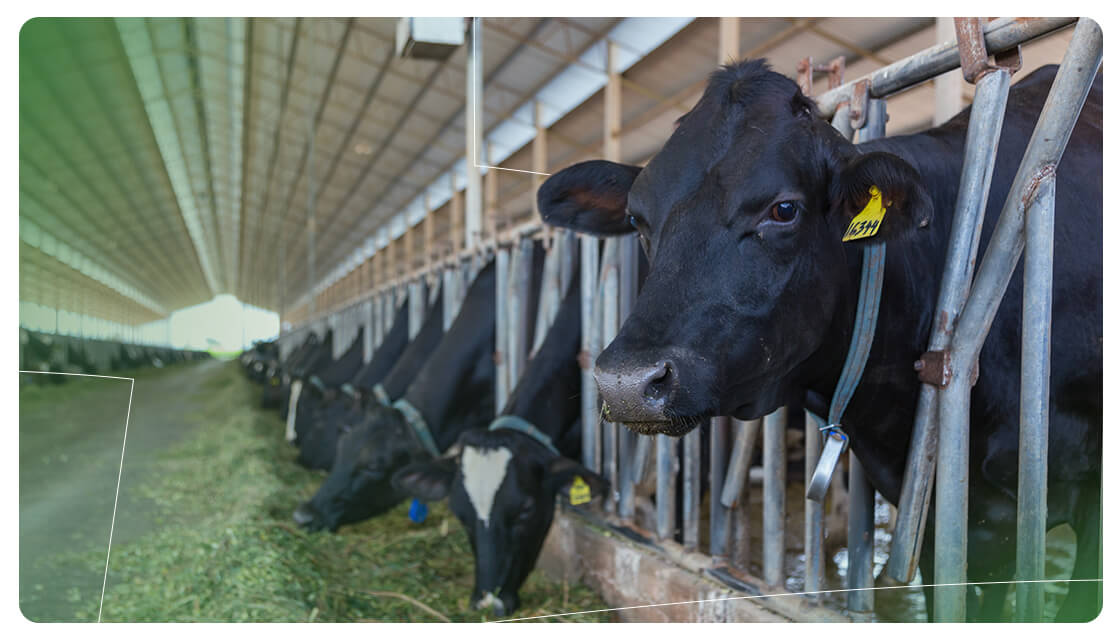 manejo-do-gado-leiteiro