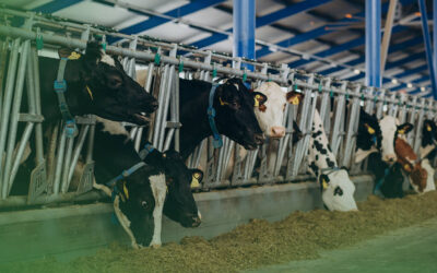 Sistema free stall: tudo o que você tem que saber para uma nutrição de precisão na pecuária leiteira