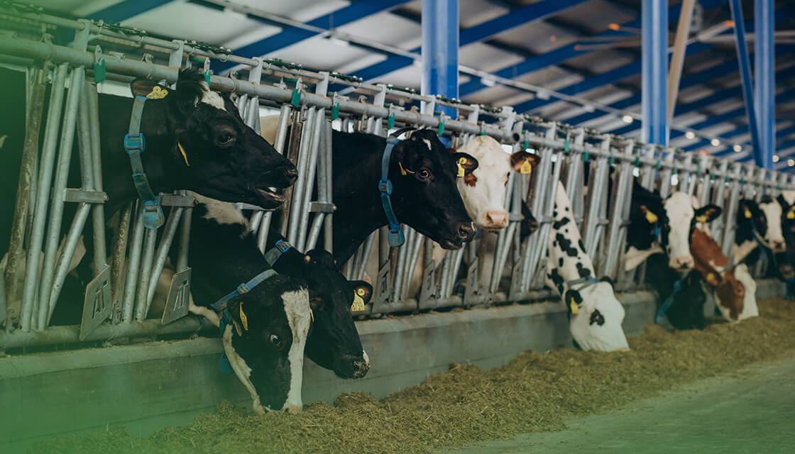 sistema-free-stall sistema-free-stall