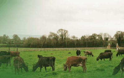 Pecuária extensiva: como aproveitar o período das águas e manter bons resultados o ano todo