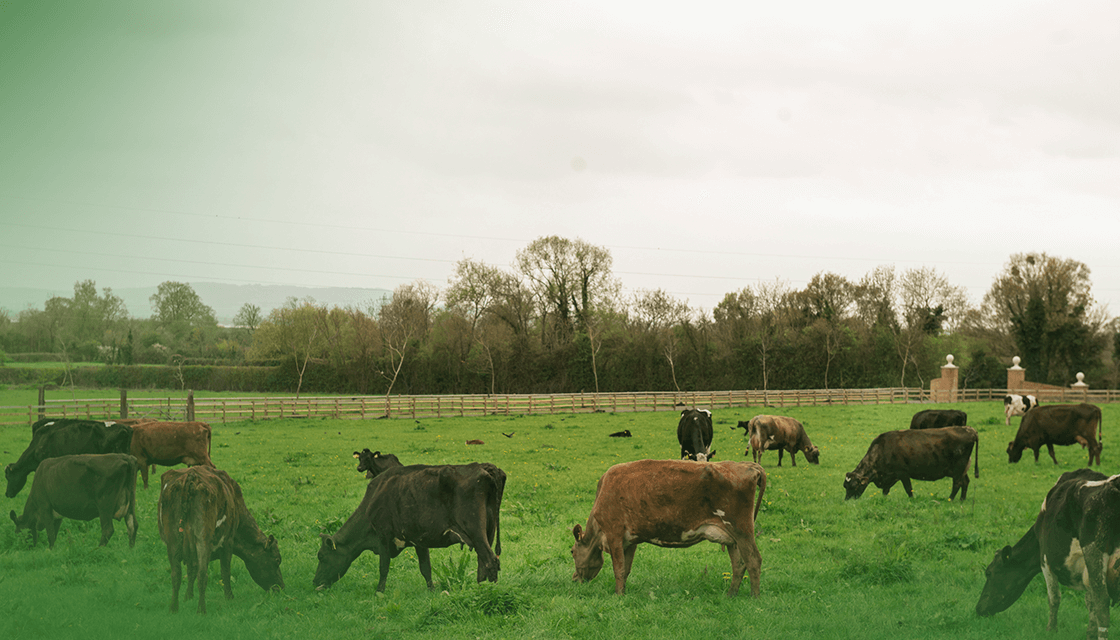 pecuaria-extensiva-estrategias pecuaria-extensiva-estrategias